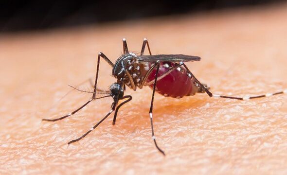 комар переносник найпростіших паразитів і малярії