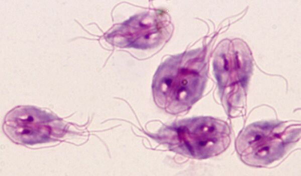 найпростіші паразити лямблії в організмі людини